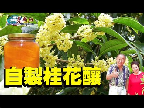 杏凍桂花金星